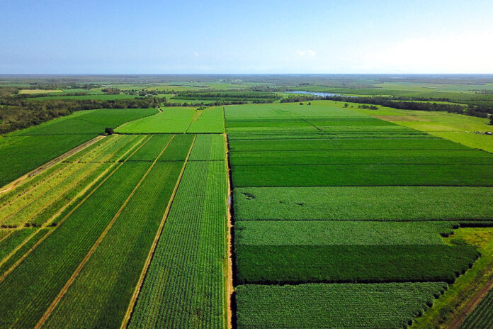 canefields-696x464